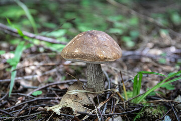 Porcini mushroom growing in the woods. Nutrition from wild nature