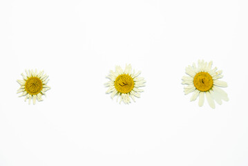 Herbarium from plants. Beautiful camomiles on a white background.