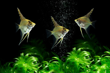 Angelfish pterophyllum scalare aquarium fish 