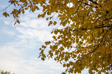 the yellow coloured autumn leaves