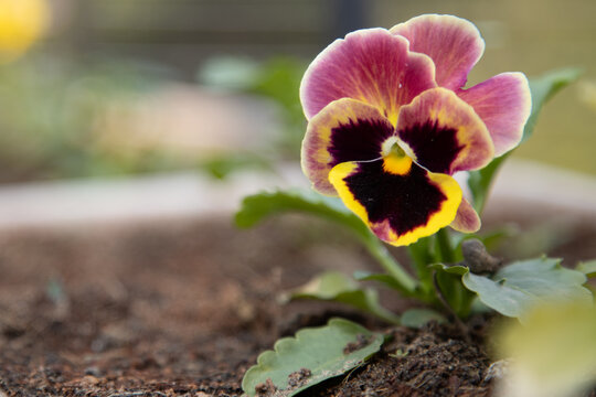Pansies in Bloom