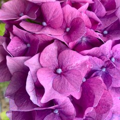 close up of pink flowers