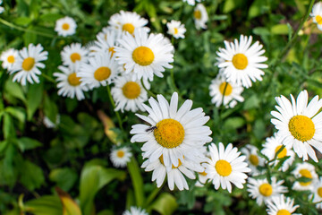 daisies in a field
