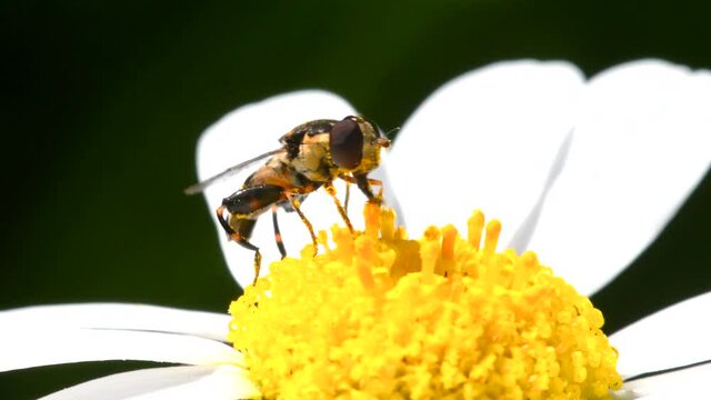 Close Up movie of Hoverfly on flowers.