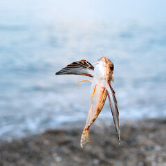 Italian flying fish fell off the fishing rod. Flying fish. Unique fish making bird sounds. Fish with wings. Sicily, the city of Taormina.