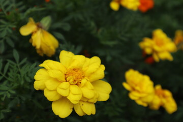 マリーゴールド