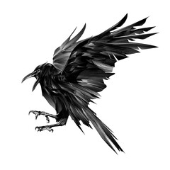drawn black raven in flight on a white background - obrazy, fototapety, plakaty