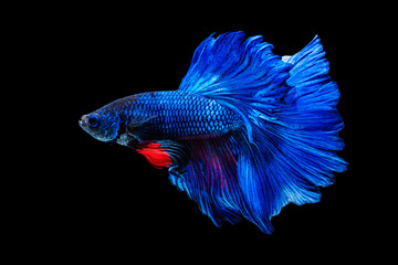 Halfmoon Betta splendens fighting fish in Thailand on isolated black background. The moving moment...