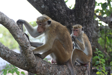 Simian Monkeys  Playing at Dambula
