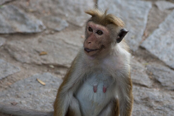 Fototapeta premium Simian Monkey Playing in Dambula 