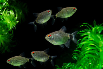Red Eye Tetra fish isolated on water plants black background