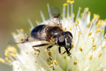 Macro photo of a bee pollinating and collecting nectar on a white flower, copy space, selective focus, side view