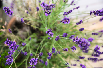 Lavender is growing in the city. Urban lavender. Italy, venetian riviera. Violet lavender flowers.