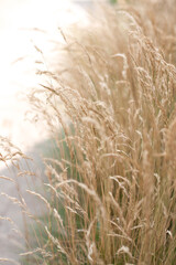 spikelets of dry brown grass sway in summer in the wind (selective focus)
