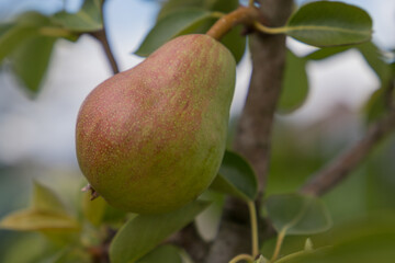 pear on a tree