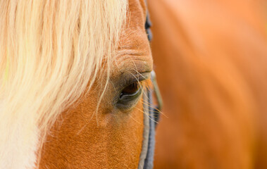 The horse eye, the close-up.