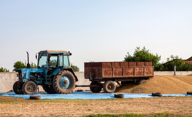 Obraz premium Concept - Grain Harvesting and agricultural equipment 2020. blue tractor on a farm territory unloads a grain trailer onto a large pile of barley