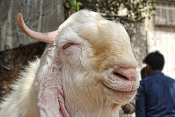 Fototapeta premium Closeup of beautiful Goat.