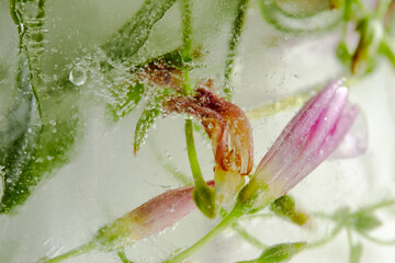 flowers and leaves in the ice
