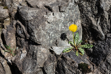 One dandelion flower in the mountains. North Italy, small city Verceia. 