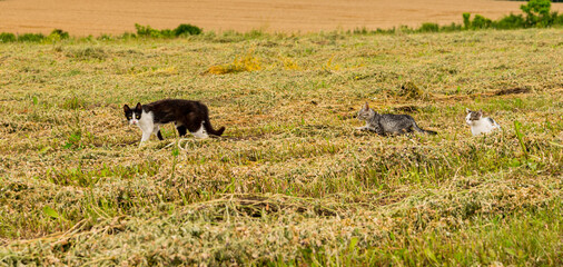 Stray homeless cat family on meadow