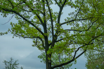 Green tree landscape in Viktoriapark Kreuzberg Berlin Germany