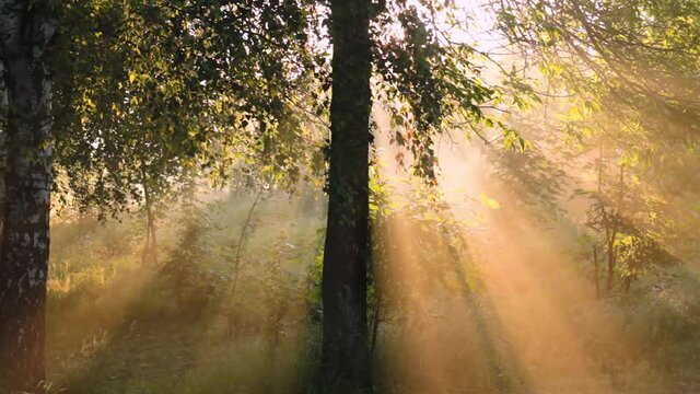 the sun's rays make their way through the foliage of birch and fog, the sun shows up from the birch, the fog flows to the left, timelapse