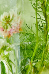 flowers and leaves in the ice