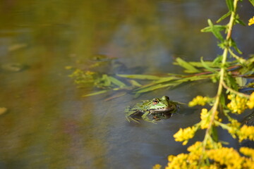 Frosch im Teich in Bad Waldsee Hopfenweiler, hat die Fotografien entdeckt.