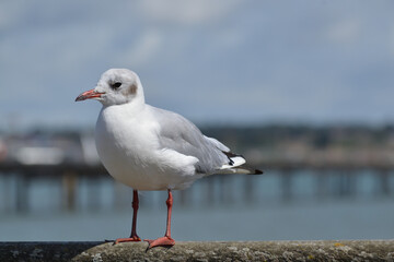 Oiseau marin 