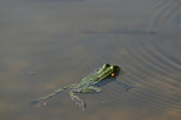Frosch lauert auf Beute