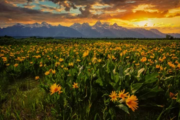 Crédence de cuisine en verre imprimé Chaîne Teton A picturesque sunset taken at Grand Teton National Park with yellow wildflowers in the foreground and the Teton range as the backdrop.
