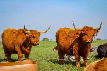 Rinder, Kühe grasen auf einer Weider oder Koppel
