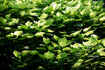 Fondo de hojas verdes.