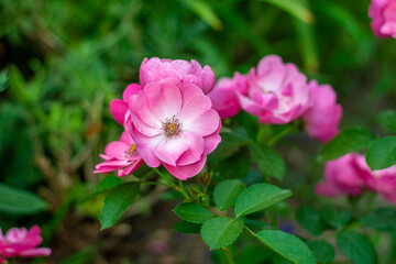  blooming bright white roses with pink edges, Colorful multicolored ornamental of beautiful pink roses blooming patterns group field with daisy and red carnation texture on wall for background