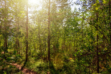 Fototapeta premium Foliar forest on summer sunny day background. Young trees on hillside by lake. Karelia. Ladoga lake. Sun shining through trees.