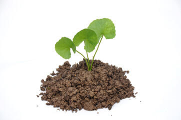 the green plant seedlings isolated on white background.