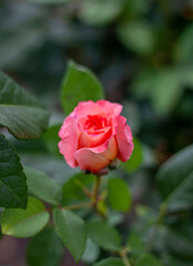 a red rose close-up in the center
