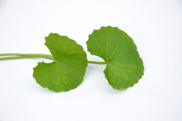 the pair of green leaves isolated on white background.