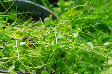 Weeds in old metal bucket while weeding garden beds. Woodlice grass. Top view. Weed control. Garden and lawn care.