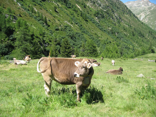 Fototapeta na wymiar Cows on the green pastures of the Alps, Italy, Livigno
