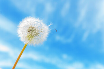 Dandelion on clear blu sky background with one seed. Copy space. Sunny summer day. Blowing away in the wind.