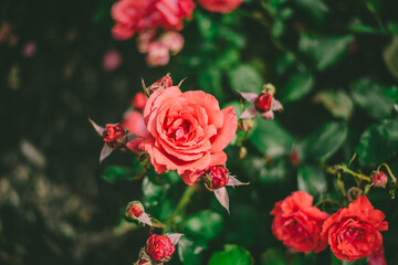 a garden full of blooming roses, pink and red flowers

