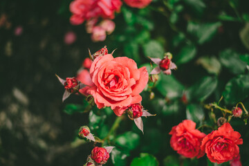 a garden full of blooming roses, pink and red flowers
