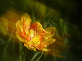 Blurred shot of a beautiful yellow and orange tulip, motion blur