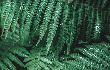  Leaves of fern bush close up as tropical botanical exotic natural green pattern nature after rain ...