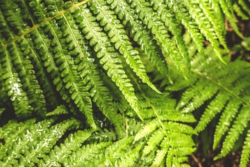  Leaves of fern bush close up as tropical botanical exotic natural green pattern nature after rain ...