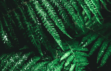  Leaves of fern bush close up as tropical botanical exotic natural green pattern nature after rain ...