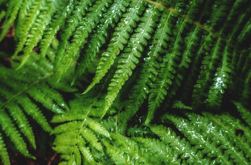  Leaves of fern bush close up as tropical botanical exotic natural green pattern nature after rain ...