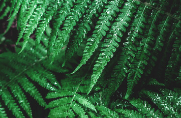 Leaves of fern bush close up as tropical botanical exotic natural green pattern nature after rain                       